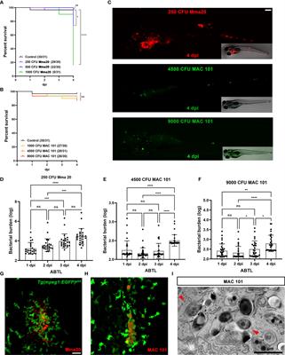 Specificity of the innate immune responses to different classes of non-tuberculous mycobacteria